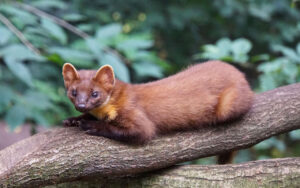 Najboljša vaba za kune - Najboljše.si